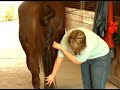 How to Put an Extension in a Horse\ How to Put an Extension in a Horse\