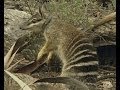 Part 7 Mini Kangaroos and other Marsupials
