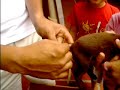 dog tail cutting (part I)