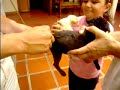 dog tail cutting (part I)