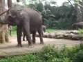 Taman Safari Indonesia (Safari Park Indonesia) - Car Track