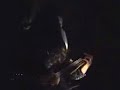 Incest - Virgin blood for Satan