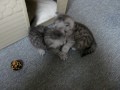 Kittens Adiélle 4 weken oud deel 1.