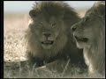 taco bell lions super bowl XLI commercial