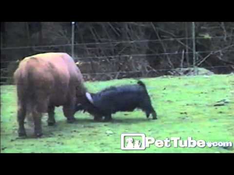 Cute other video Cute other video