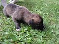 Greyhound puppie Crimdon Krait 2 weeks old Greyhound puppie Crimdon Krait 2 weeks old