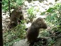 kickinging it with the monkies in Huang shang