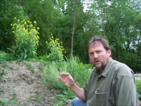 how to harvest mustard