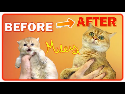 ✔️ LEARN HOW Cat Miley GROW in 9 Months | British Shorthair Golden Cat 😍👍 BEFORE & AFTER Compilation