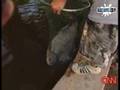 Toothy Fish