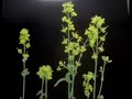 Time Lapse of Plants Time Lapse of Plants