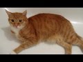 Die Katze in der Badewanne