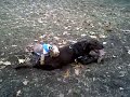 Yorkie at the dog park, horny!