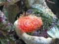 Coco Worm Emerging Feeding (protula bispiralis/magnifica)
