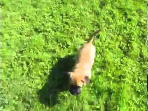 Dreamfield Mastiffs-Family raised fawn male