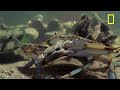 Watch as a blue crab works hard for its meal, and turns a clam into 