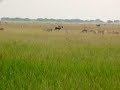 Black Buck Antelope - Gujrat Black Buck Antelope - Gujrat