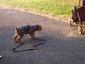 Little Yet Big Little Yet Big