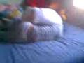 videos de qareeen and Chaapys