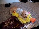 Dillon the funnny dog!