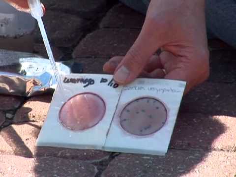 how to isolate e.coli from soil