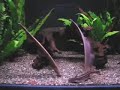 Feeding clip of Parapteronotus hasemani aka Dragon knifefish Feeding clip of Parapteronotus hasemani aka Dragon knifefish