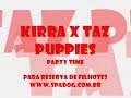 spa dog company   puppies from kirra x taz  30 days 