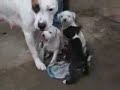 spa dog company   puppies from kirra x taz  30 days 