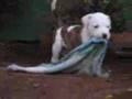 Spa Dog Company - Puppies from Kirra x TAZ (30 days)