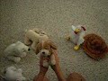Webkinz Extravaganza!!!!