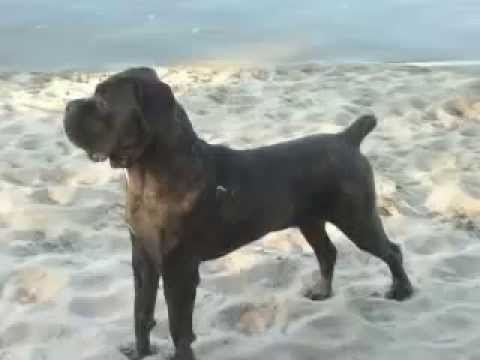 cane corso