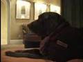 Maverick, Dir. of Pet Relations, Hotel Monaco. IMKimpton.com