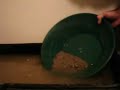 Gold Panning with Felix pay dirt