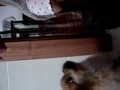 Jumping to eat thing