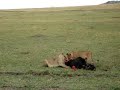 Lion Kill in Serengeti Lion Kill in Serengeti