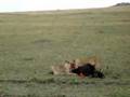 Aslanlar Avlar�n� Yerken belgeseli video.
