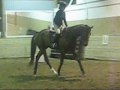 Flash- TB Gelding For Sale