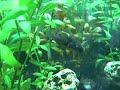 Femelle Carinotetraodon irrubesco