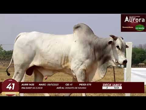 4� De Olho na Fazenda - NELORE AURORA participa��o Chico Paulic�ia