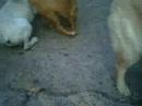 Honey vs. Rex vs. White Dog Honey vs. Rex vs. White Dog