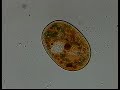 HOLOPHRYA CILIATE
