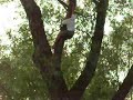 He was really drunk, he climbed the tree. He jumped out. He got kicked out.