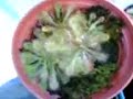 Plantas Carnivoras Plantas Carnivoras