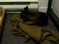 videos de Zukini plie le linge / Zukini bend the clothes