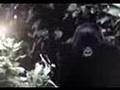 Gorilas en la niebla.Dian Fossey Bob Cambpell  1ªparte