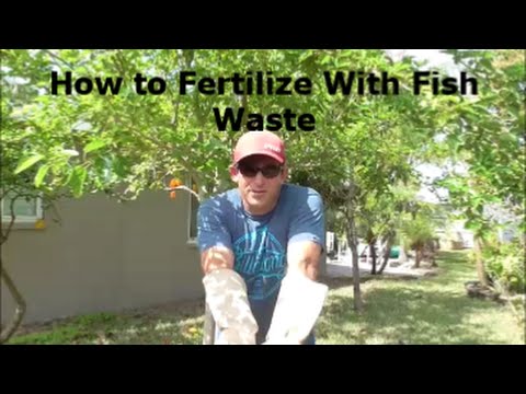 how to fertilize fruit trees in southern california