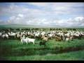 my mongolia