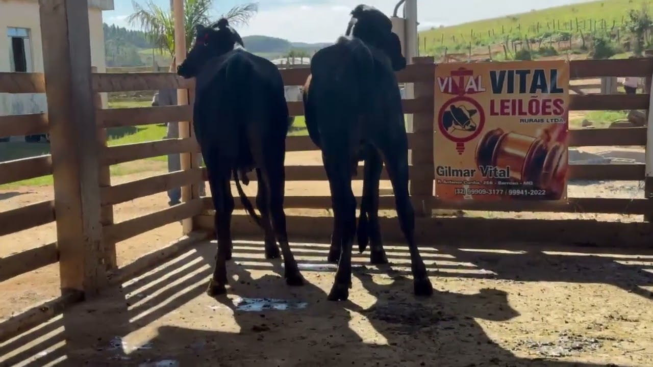 LOTE 56