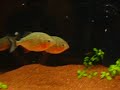 www.piranhalar.com www.piranhalar.com