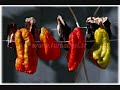 Tokat Yoresi Halaylar - Sari Kiz Sallan Gel Halayi Tokat Yoresi Halaylar - Sari Kiz Sallan Gel Halayi